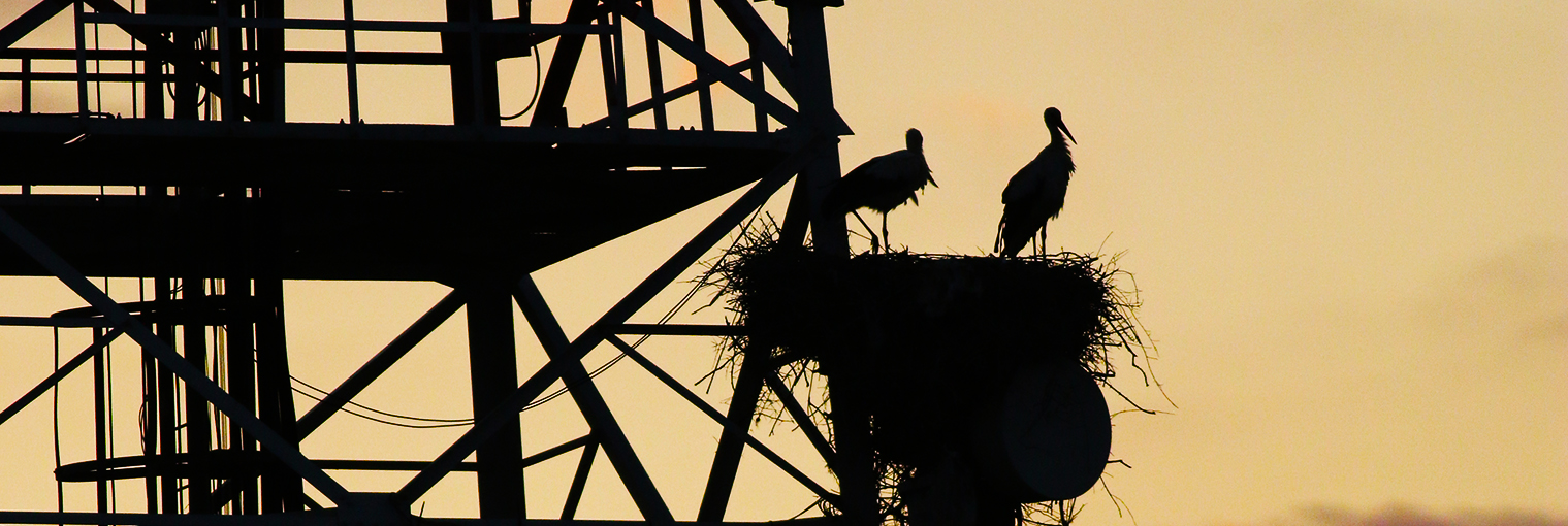 2019_stork_cover_AlenPloj