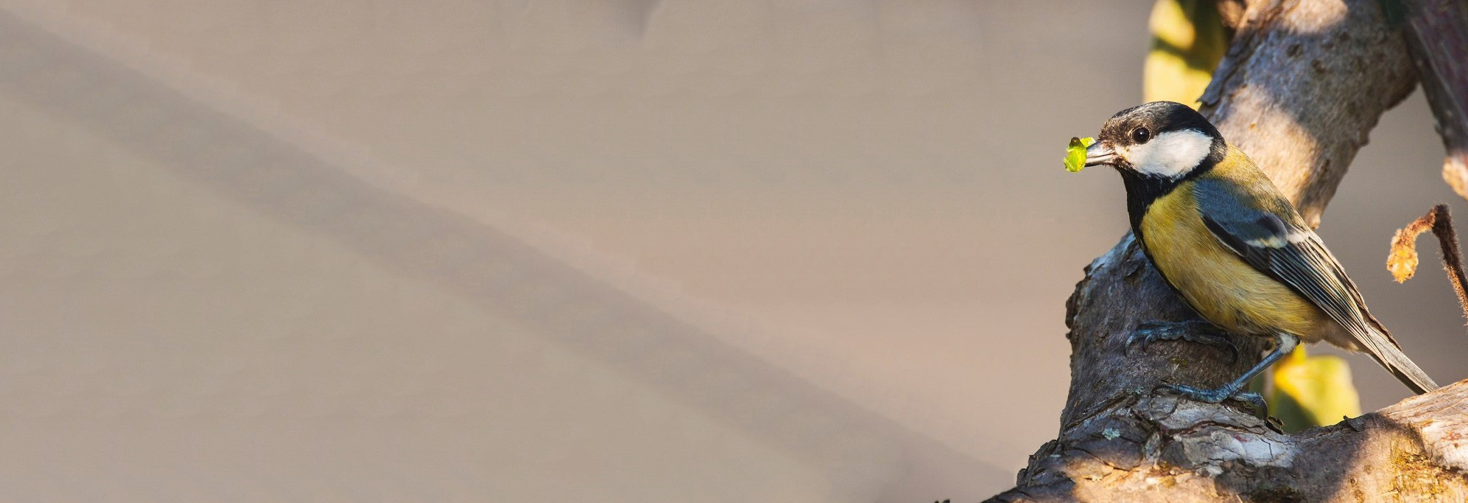 velika sinica_foto-Eva Horvat_slider_final