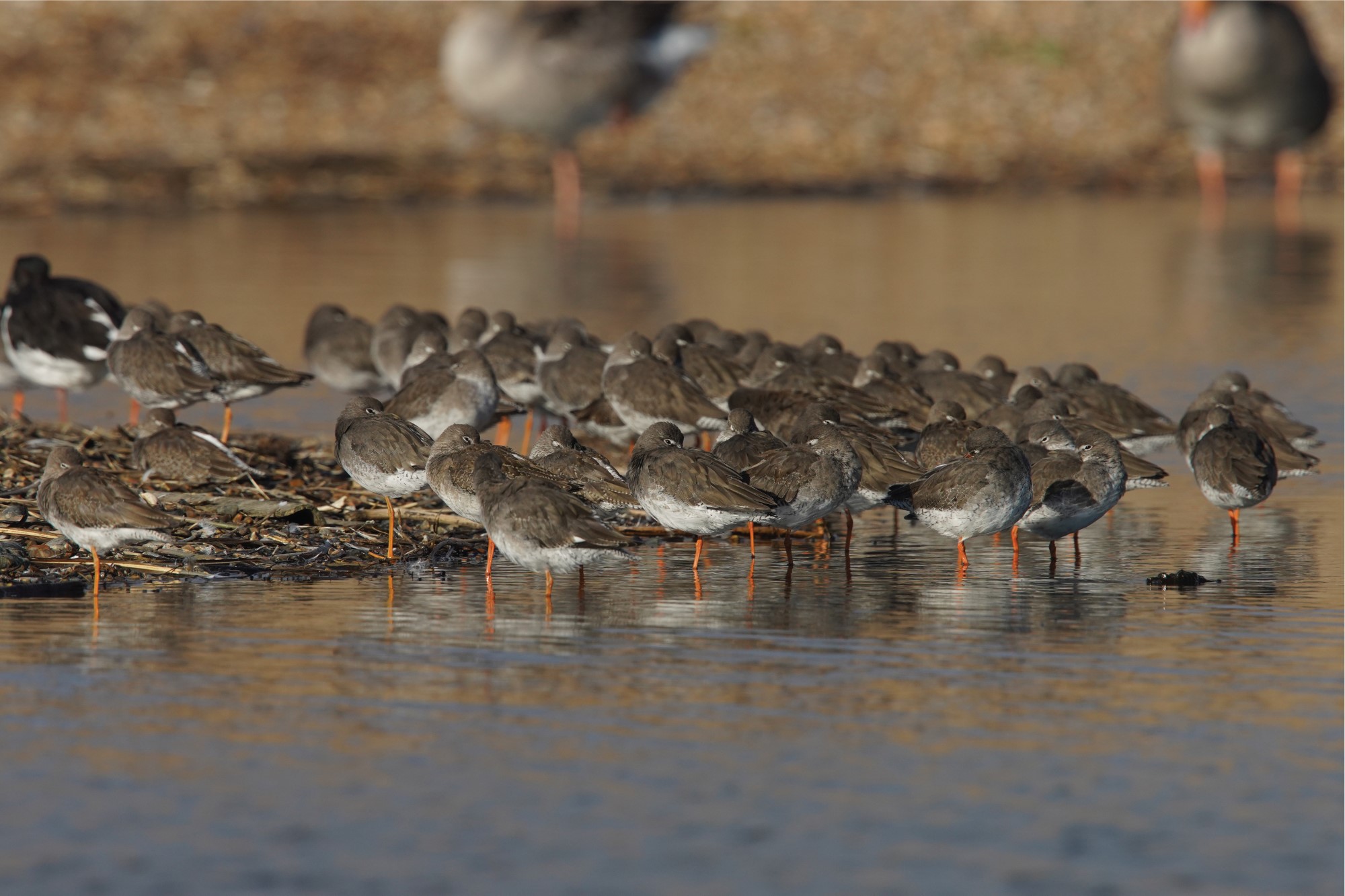 2022_ebw_martinci_BirdLife_full