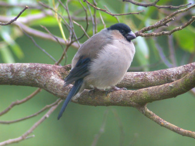 foto_birdlife_ogrozene_4_leo_boon