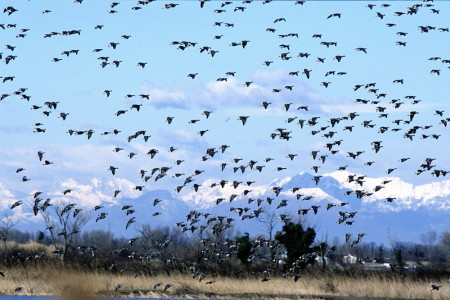 foto_birdlife_selivke_1_kajetan_kravos