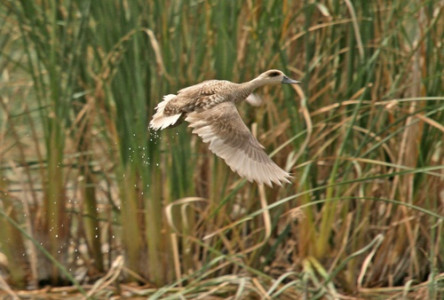 foto_birdlife_viri_1_arhiv_nature_iraq