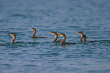 hnasi_projekti_simarine-natura_foto_kajetan_kravos