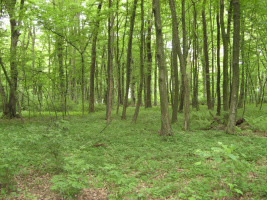 Gozdni rezervat Babji ložič pri Ljutomeru