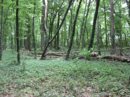 Gozdni rezervat Babji ložič pri Ljutomeru