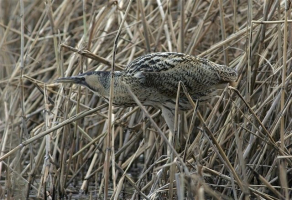 Velika bobnarica