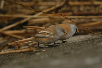 Brkata sinica<br />(<em>Panurus biarmicus</em>)