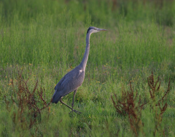 Siva čaplja<br />(<em>Ardea cinerea</em>)