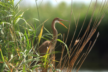 Rjava čaplja<br />(<em>Ardea purpurea</em>)