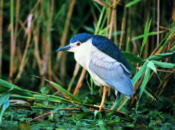 Kvakač<br />(<em>Nycticorax nycticorax</em>)