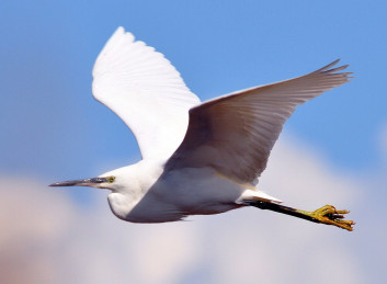 Mala bela čaplja<br />(<em>Egretta garzetta</em>)