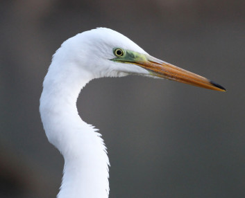 Velika bela čaplja<br />(<em>Ardea alba</em>)