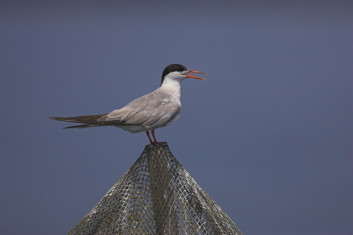 Navadna čigra<br />(<em>Sterna hirundo</em>)