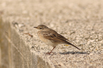 Vriskarica<br />(<em>Anthus spinoletta</em>)