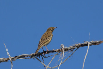 Drevesna cipa<br />(<em>Anthus trivialis</em>)