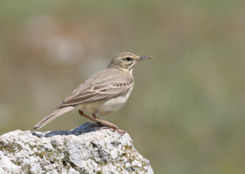 Rjava cipa<br />(<em>Anthus campestris</em>)