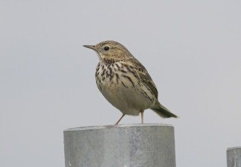 Travniška cipa<br />(<em>Anthus pratensis</em>)