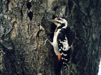 Sirijski detel<br />(<em>Dendrocopos syriacus</em>)