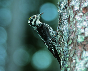 Triprsti detel<br />(<em>Picoides tridactylus</em>)