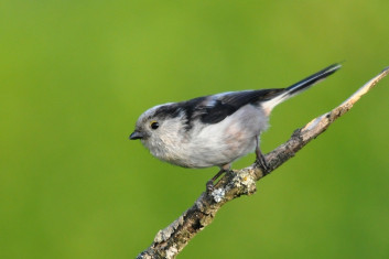 Dolgorepka<br />(<em>Aegithalos caudatus</em>)