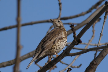 Carar<br />(<em>Turdus viscivorus</em>)