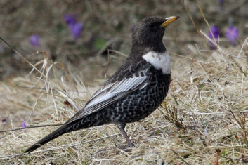 Komatar<br />(<em>Turdus torquatus</em>)