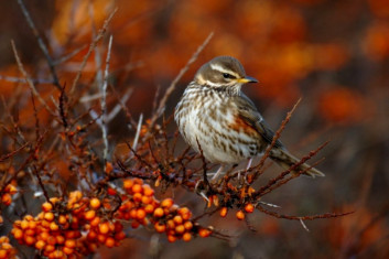 Vinski drozg<br />(<em>Turdus iliacus</em>)