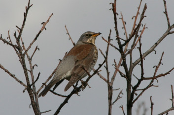 Brinovka<br />(<em>Turdus pilaris</em>)