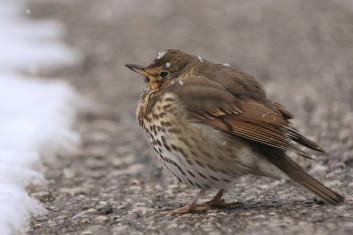 Cikovt<br />(<em>Turdus philomelos</em>)