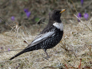 Komatar<br />(<em>Turdus torquatus</em>)