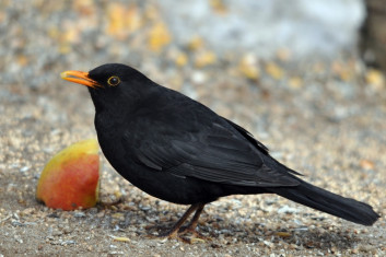 Kos<br />(<em>Turdus merula</em>)