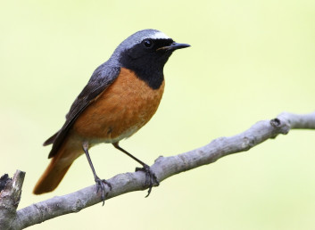 Pogorelček<br />(<em>Phoenicurus phoenicurus</em>)