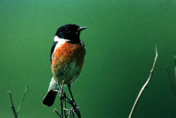 Prosnik<br />(<em>Saxicola torquatus</em>)