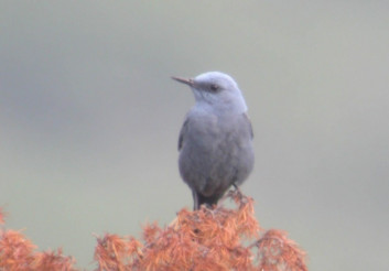 Puščavec<br />(<em>Monticola solitarius</em>)