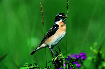 Repaljščica<br />(<em>Saxicola rubetra</em>)