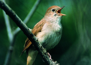 Slavec<br />(<em>Luscinia megarhynchos</em>)