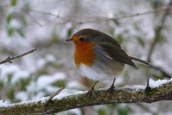 Taščica<br />(<em>Erithacus rubecula</em>)