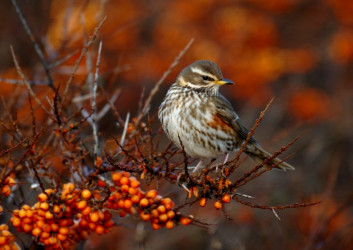 Vinski drozg<br />(<em>Turdus iliacus</em>)