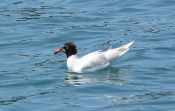 Črnoglavi galeb<br />(<em>Larus melanocephalus</em>)