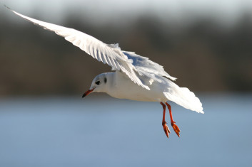 Rečni galeb<br />(<em>Chroicocephalus ridibundus</em>)