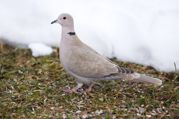 Turška grlica<br />(<em>Streptopelia decaocto</em>)