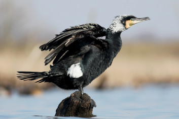 Kormoran<br />(<em>Phalacrocorax carbo</em>)