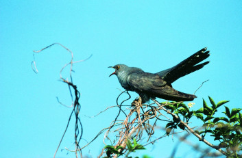 Kukavica<br />(<em>Cuculus canorus</em>)