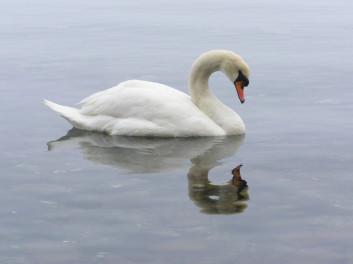 Labod grbec<br />(<em>Cygnus olor</em>)