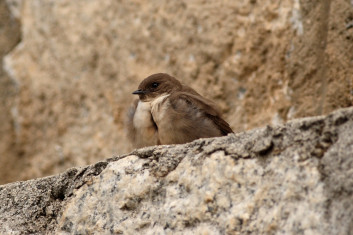 Skalna lastovka<br />(<em>Hirundo rupestris</em>)