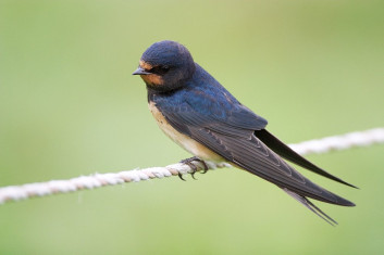 Kmečka lastovka<br />(<em>Hirundo rustica</em>)