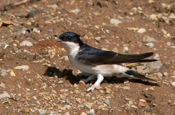 Mestna lastovka<br />(<em>Delichon urbicum</em>)