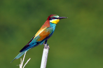 Čebelar<br />(<em>Meropus apiaster</em>)