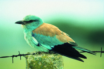 Zlatovranka<br />(<em>Coracias garrulus</em>)