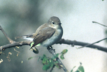 Mali muhar<br />(<em>Muscicapa parva</em>)